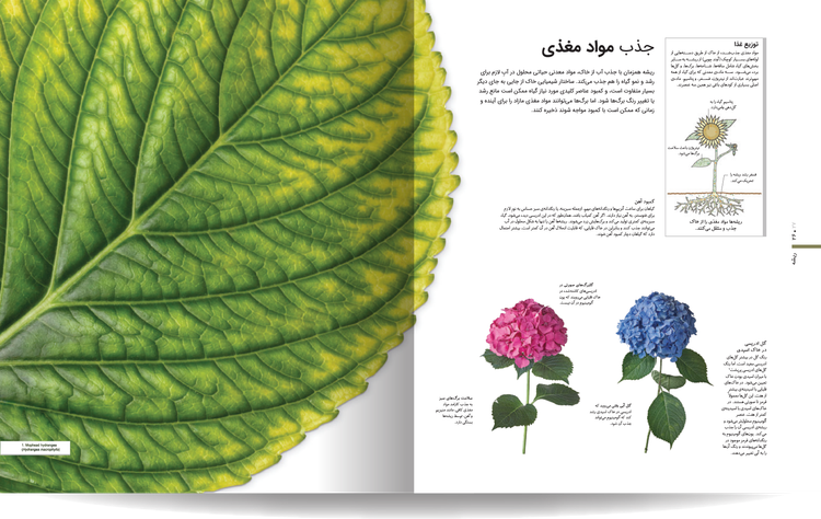 دایره المعارف مصور گیاهشناسی