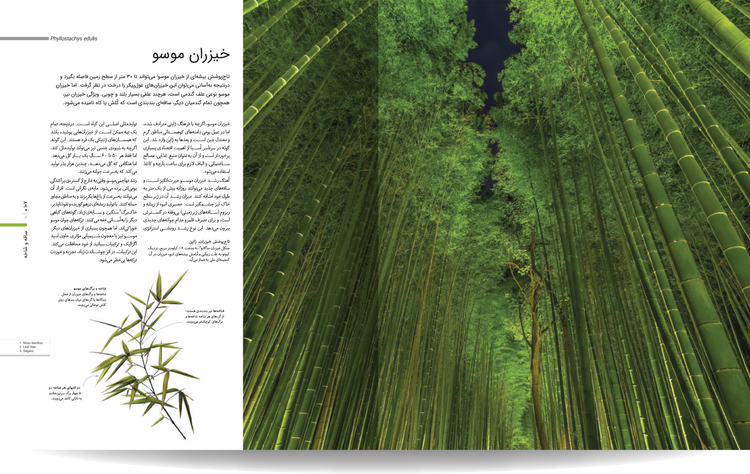 دایره المعارف مصور گیاهشناسی