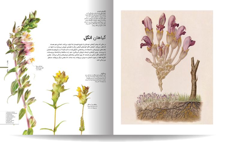 دایره المعارف مصور گیاهشناسی